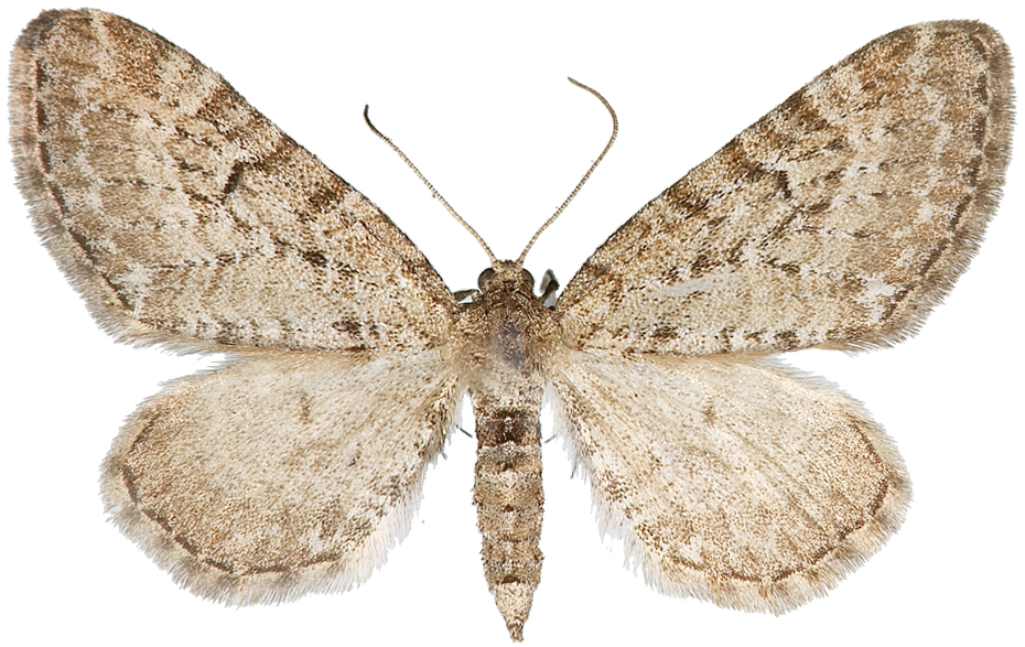 : Eupithecia intricata.