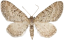 : Eupithecia intricata.