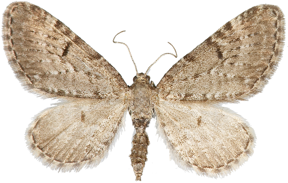 : Eupithecia intricata.