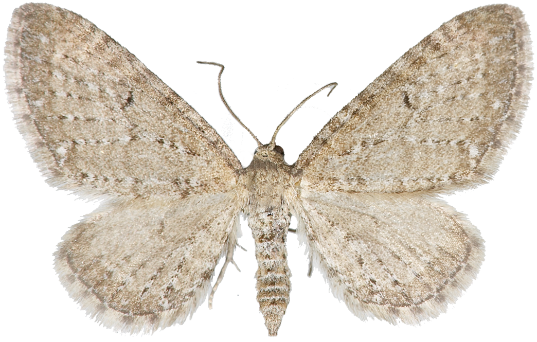 : Eupithecia satyrata.