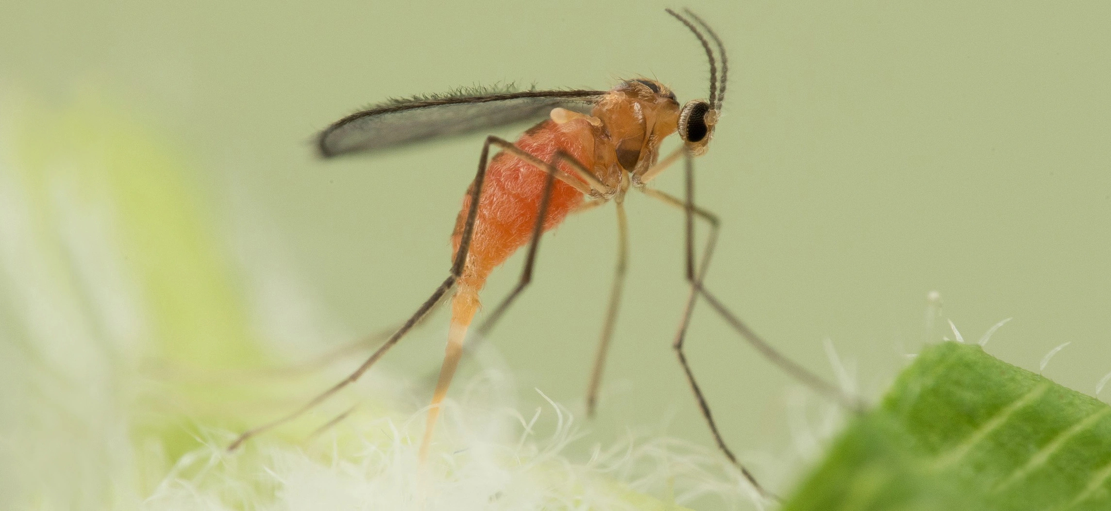 : Jaapiella veronicae.