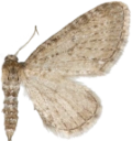 : Eupithecia satyrata.