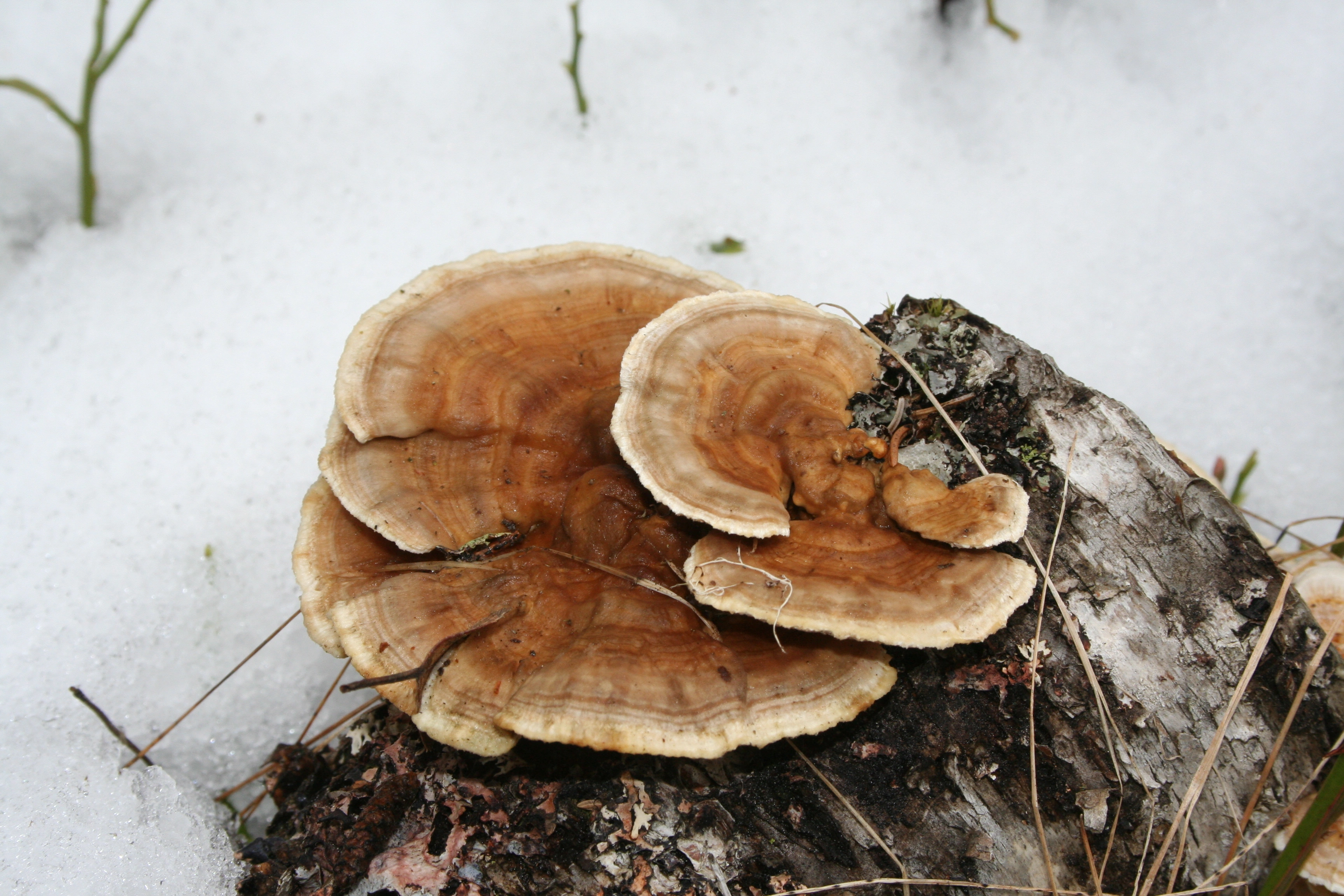 : Trametes ochracea.