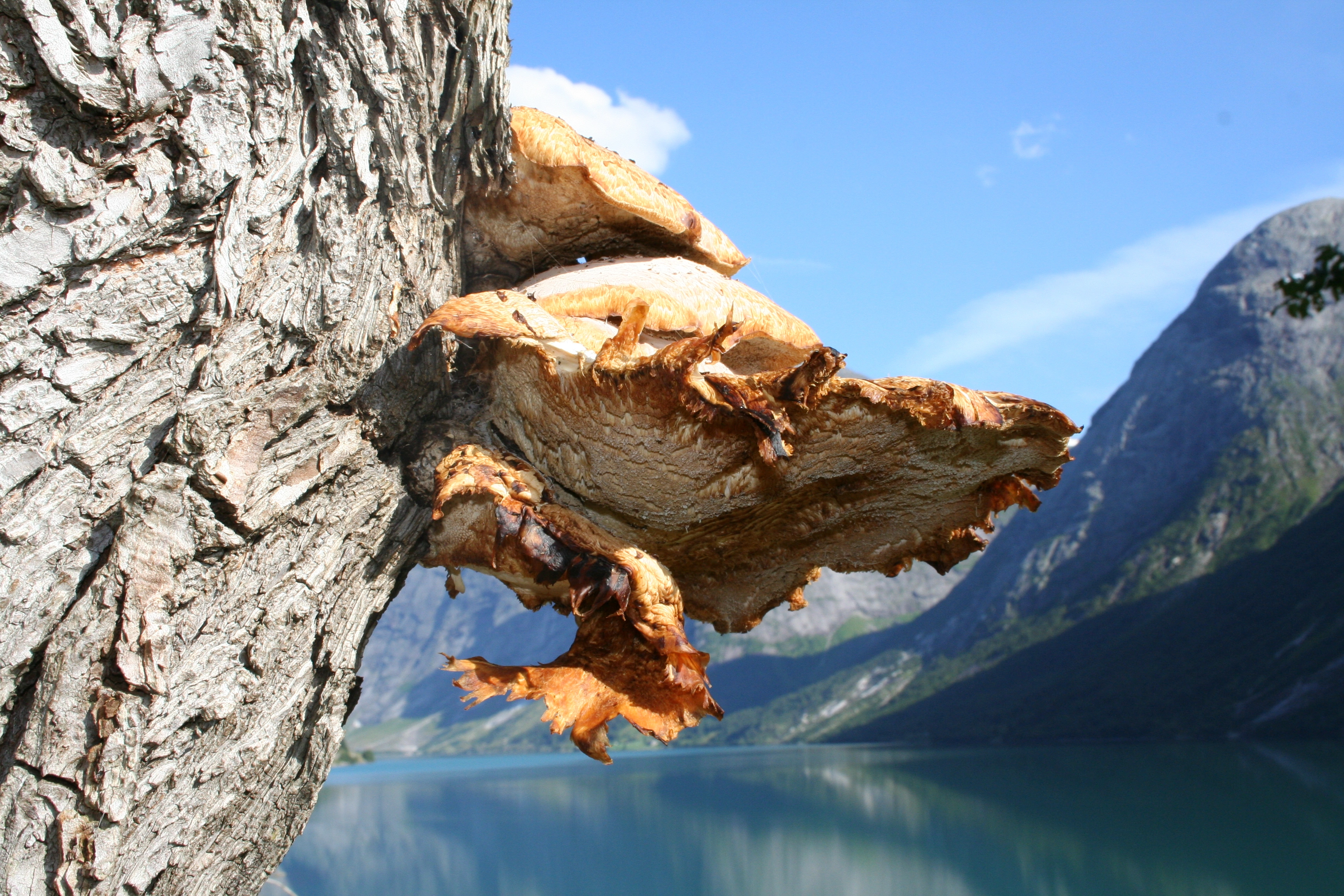 : Polyporus squamosus.