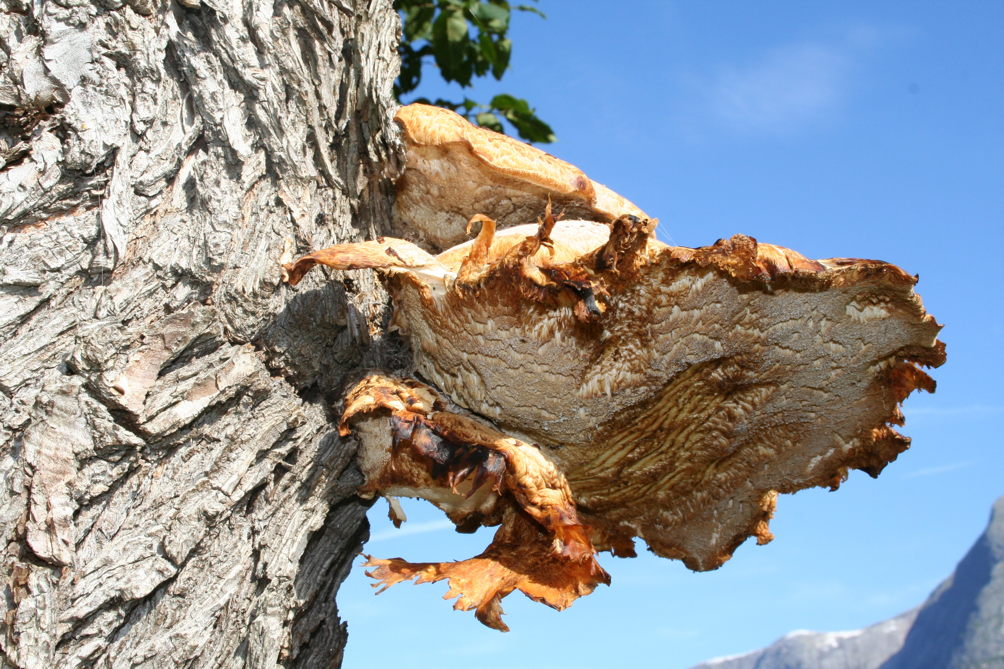 : Polyporus squamosus.