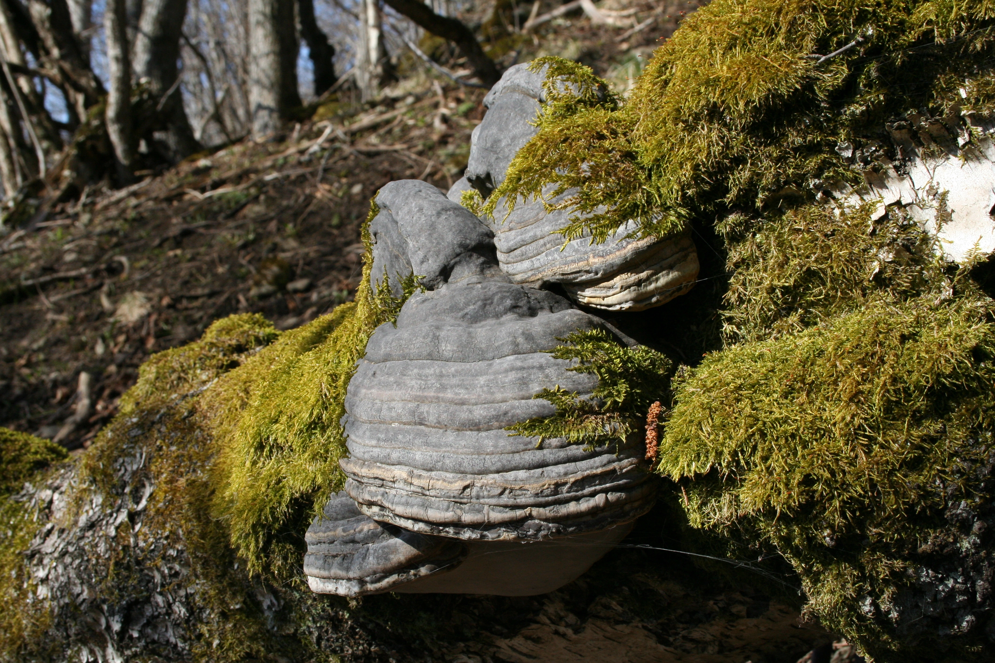 : Fomes fomentarius.