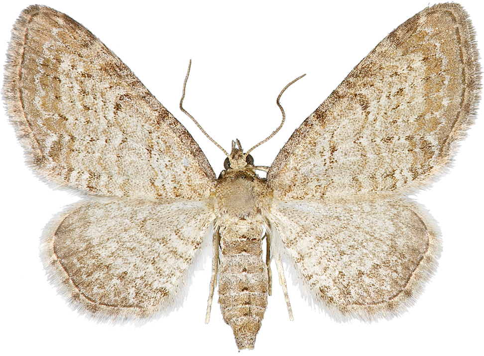 : Eupithecia cauchiata.