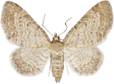 : Eupithecia cauchiata.