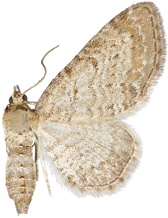 : Eupithecia cauchiata.