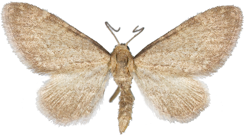 : Eupithecia valerianata.