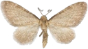 : Eupithecia valerianata.