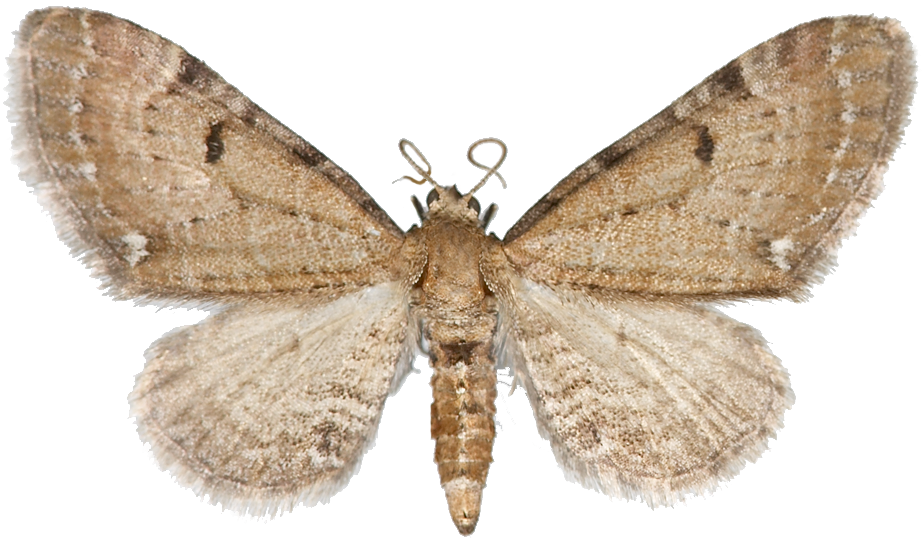 : Eupithecia absinthiata.