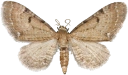: Eupithecia absinthiata.