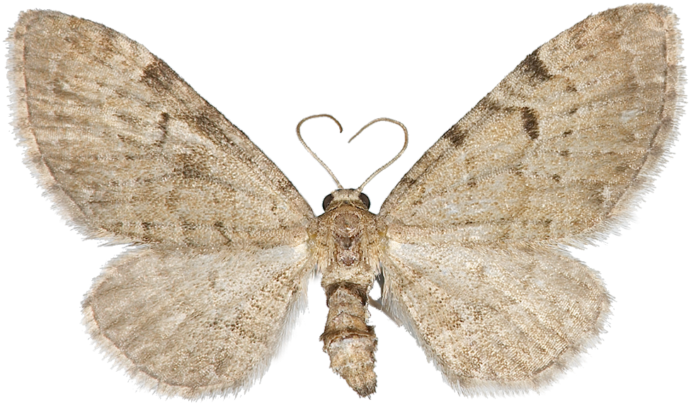 : Eupithecia expallidata.