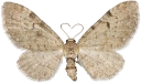 : Eupithecia expallidata.