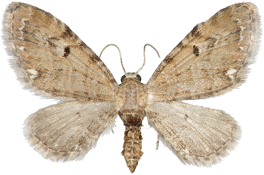 : Eupithecia assimilata.