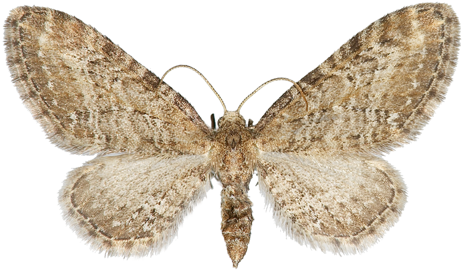 : Eupithecia vulgata.