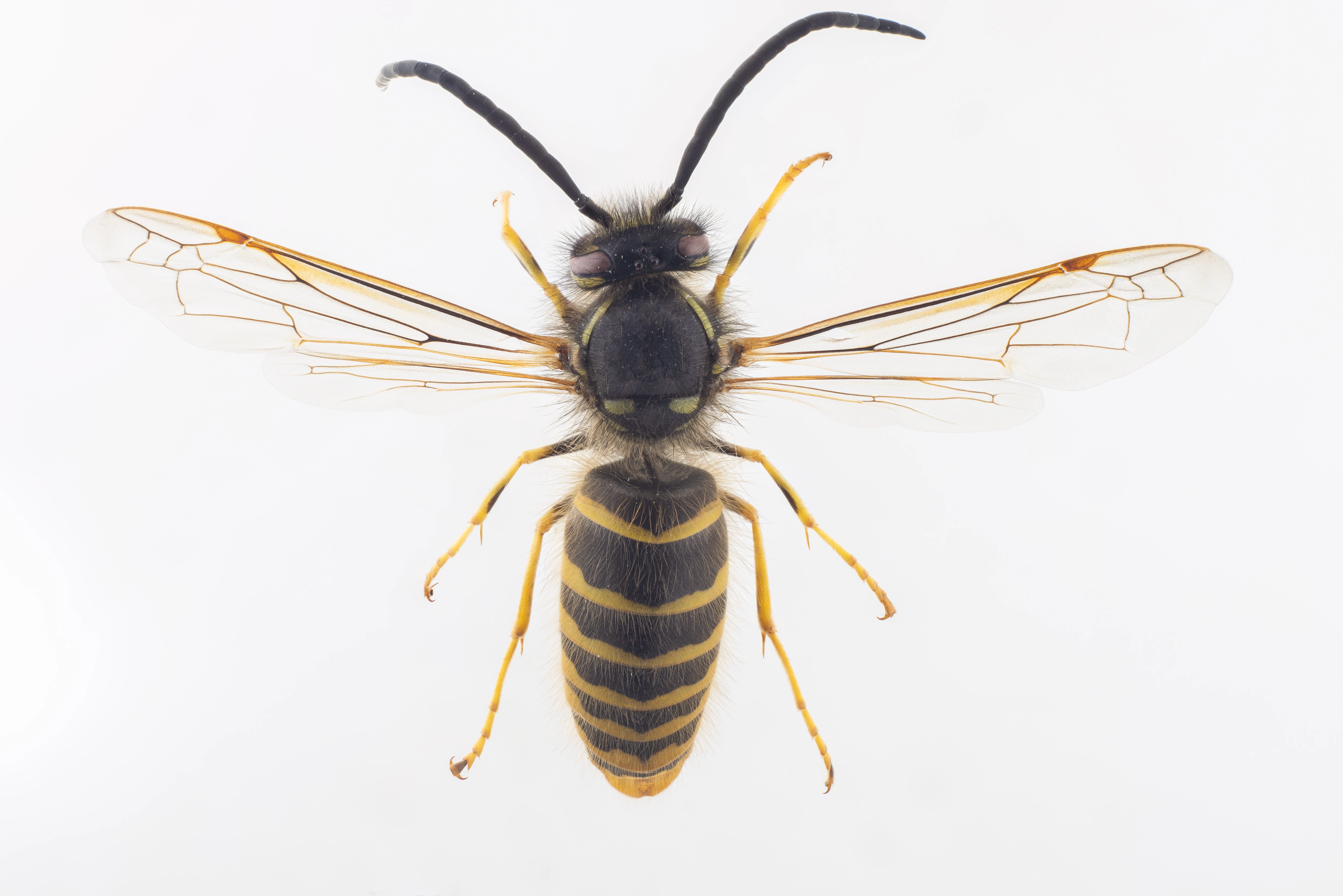 : Vespula vulgaris.