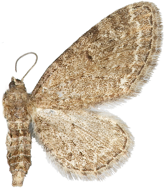 : Eupithecia vulgata.