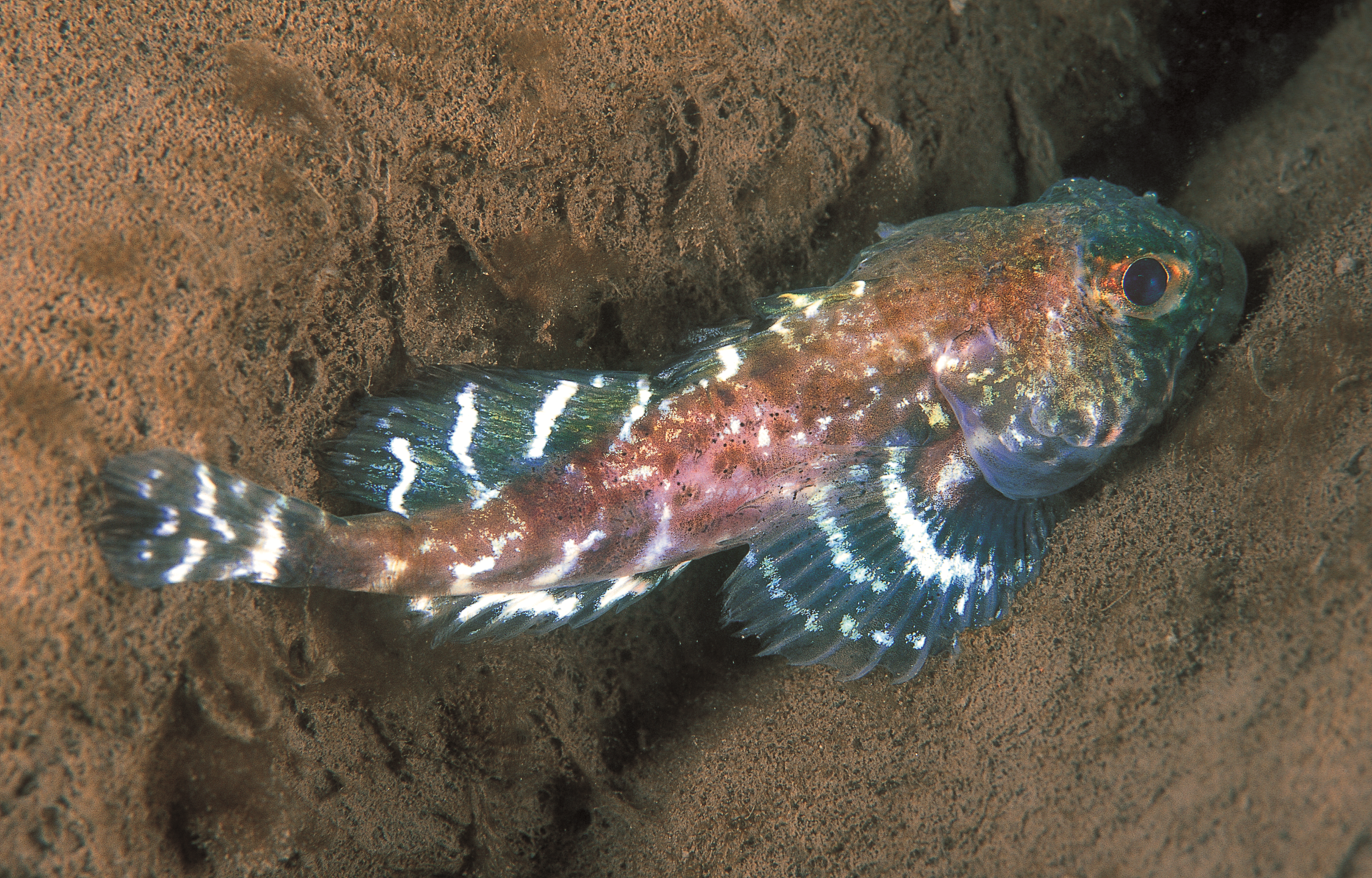 : Artediellus atlanticus.