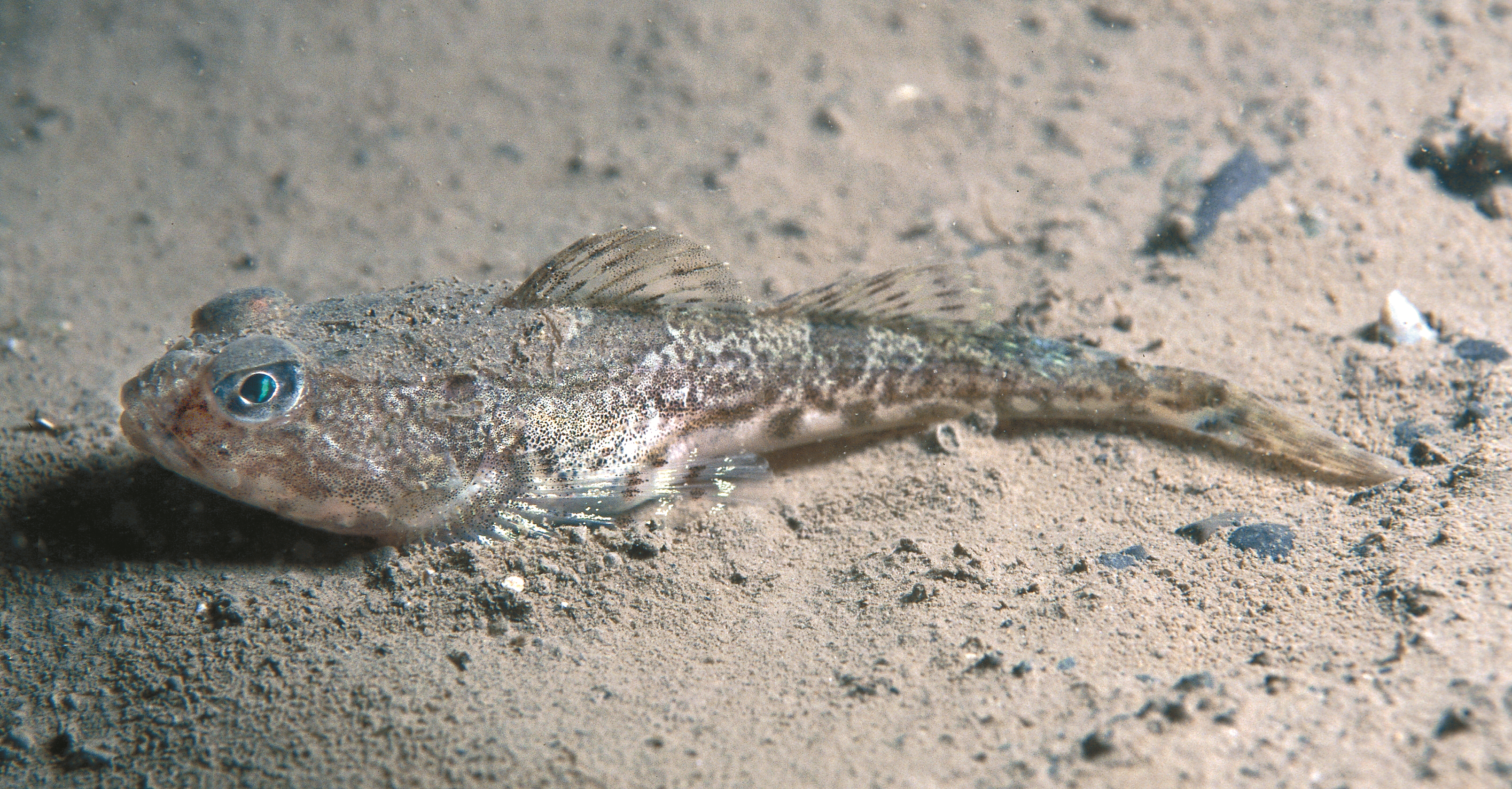 : Artediellus atlanticus.