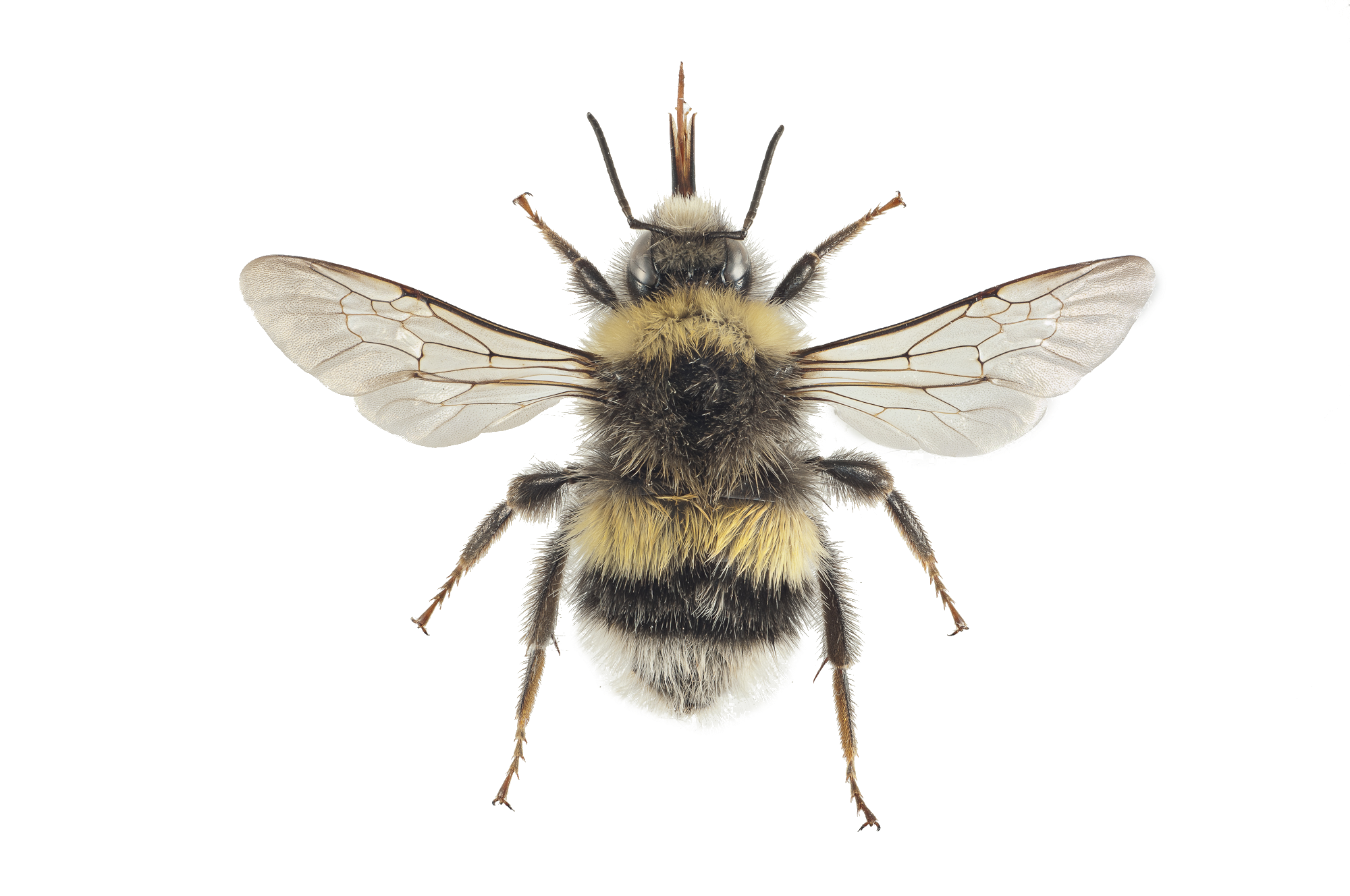 : Bombus lucorum.