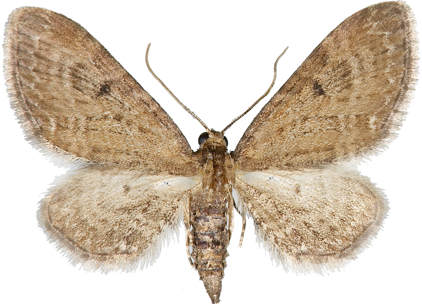 : Eupithecia denotata.