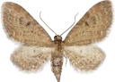 : Eupithecia denotata.