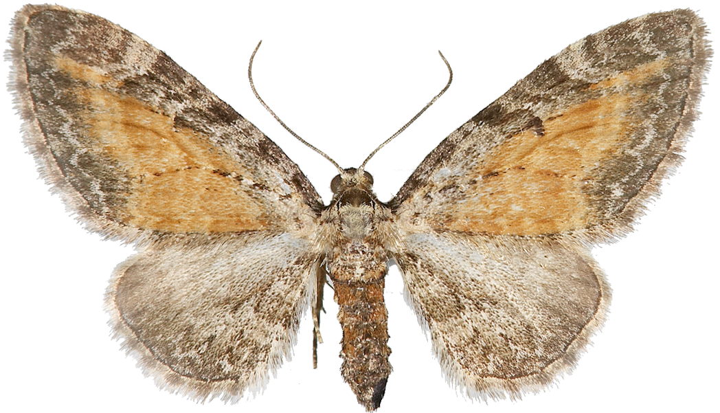 : Eupithecia icterata.