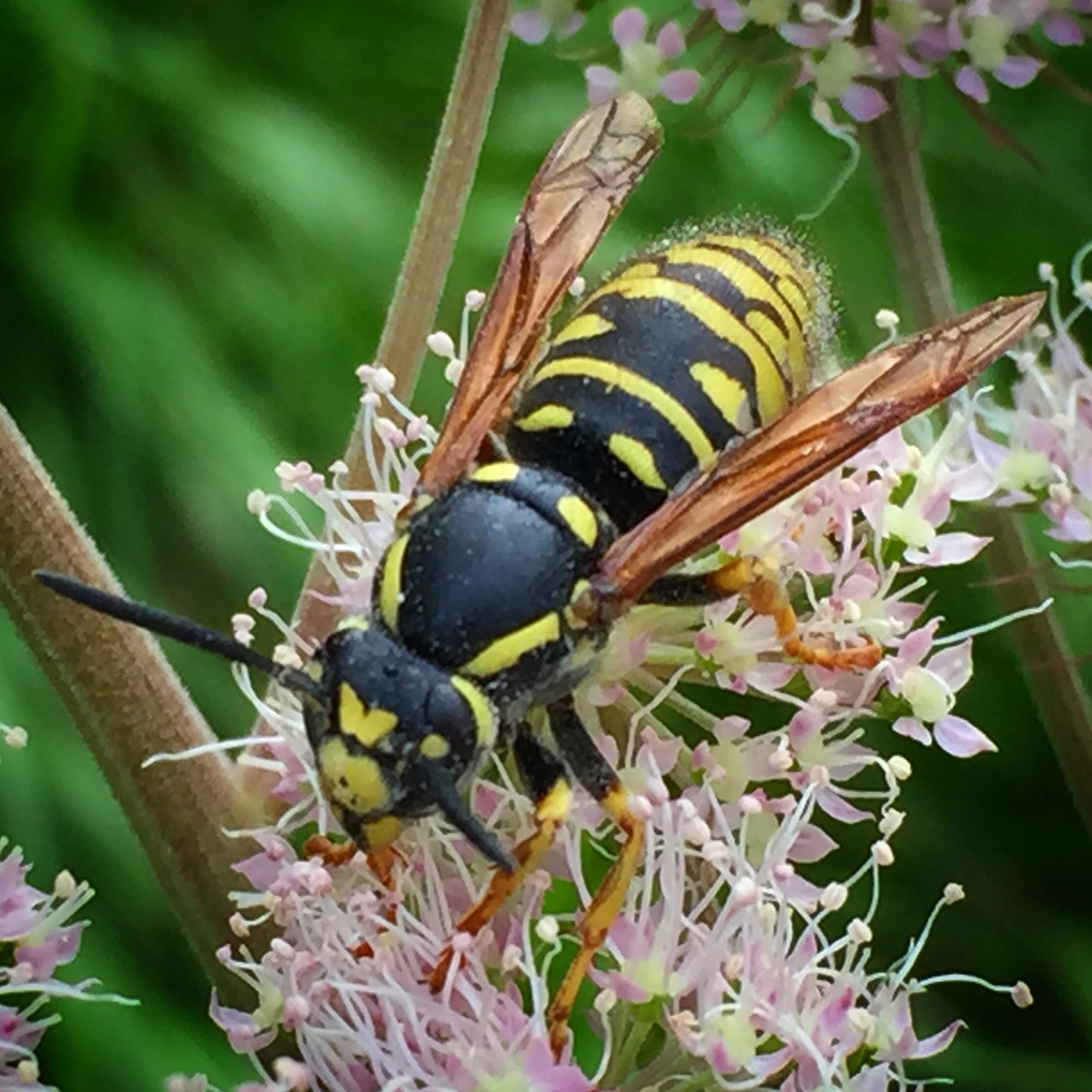 : Vespula austriaca.