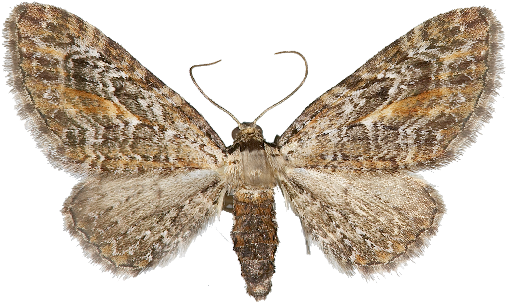 : Eupithecia icterata.