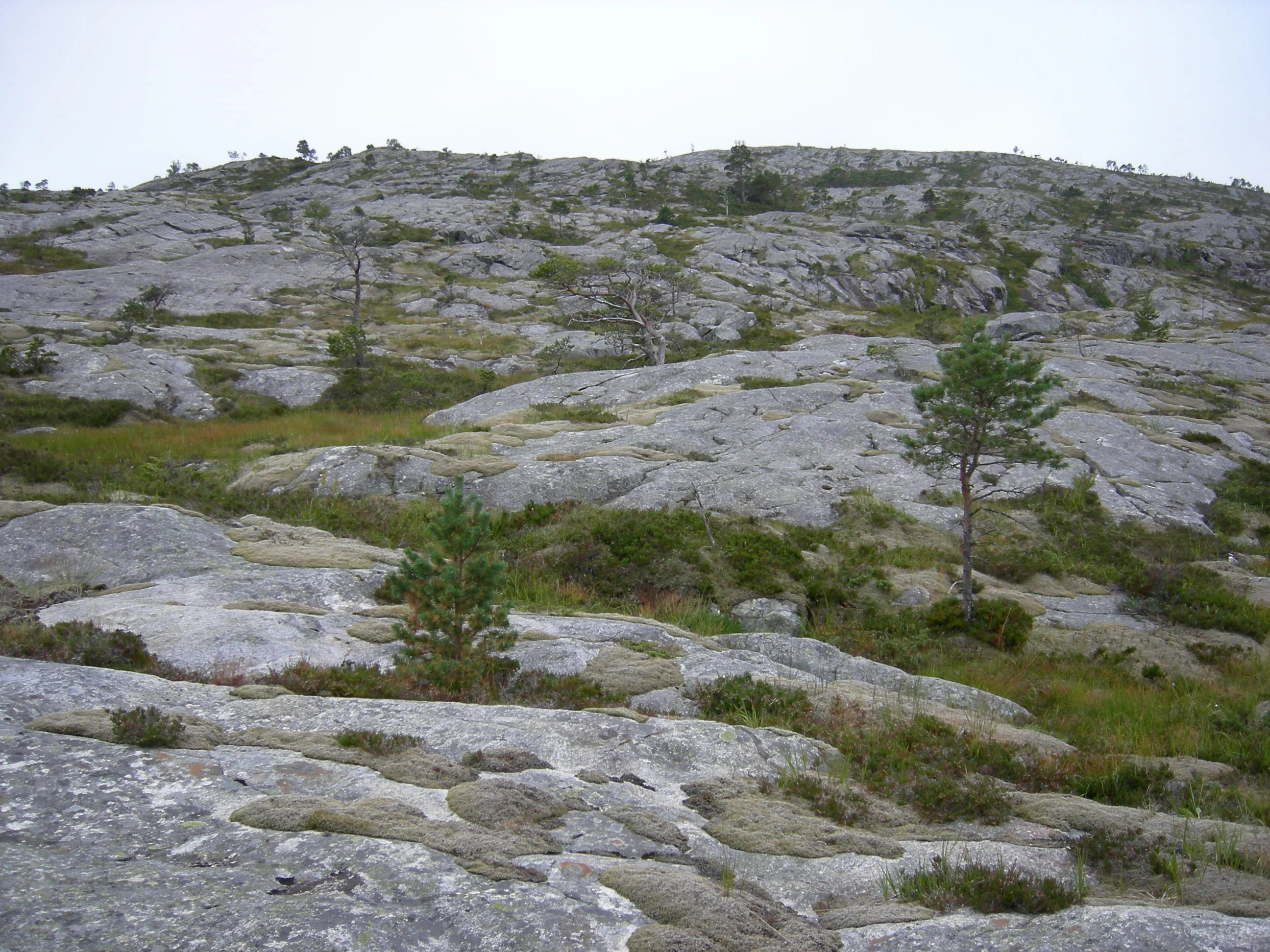 T1-C-2 uttørkingseksponerte svært og temmelig kalkfattige berg, bergvegger og knauser. : Racomitrium lanuginosum.