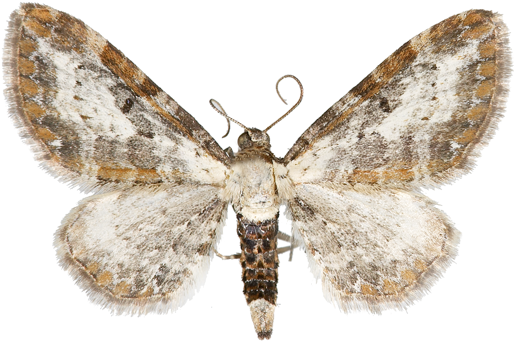 : Eupithecia succenturiata.