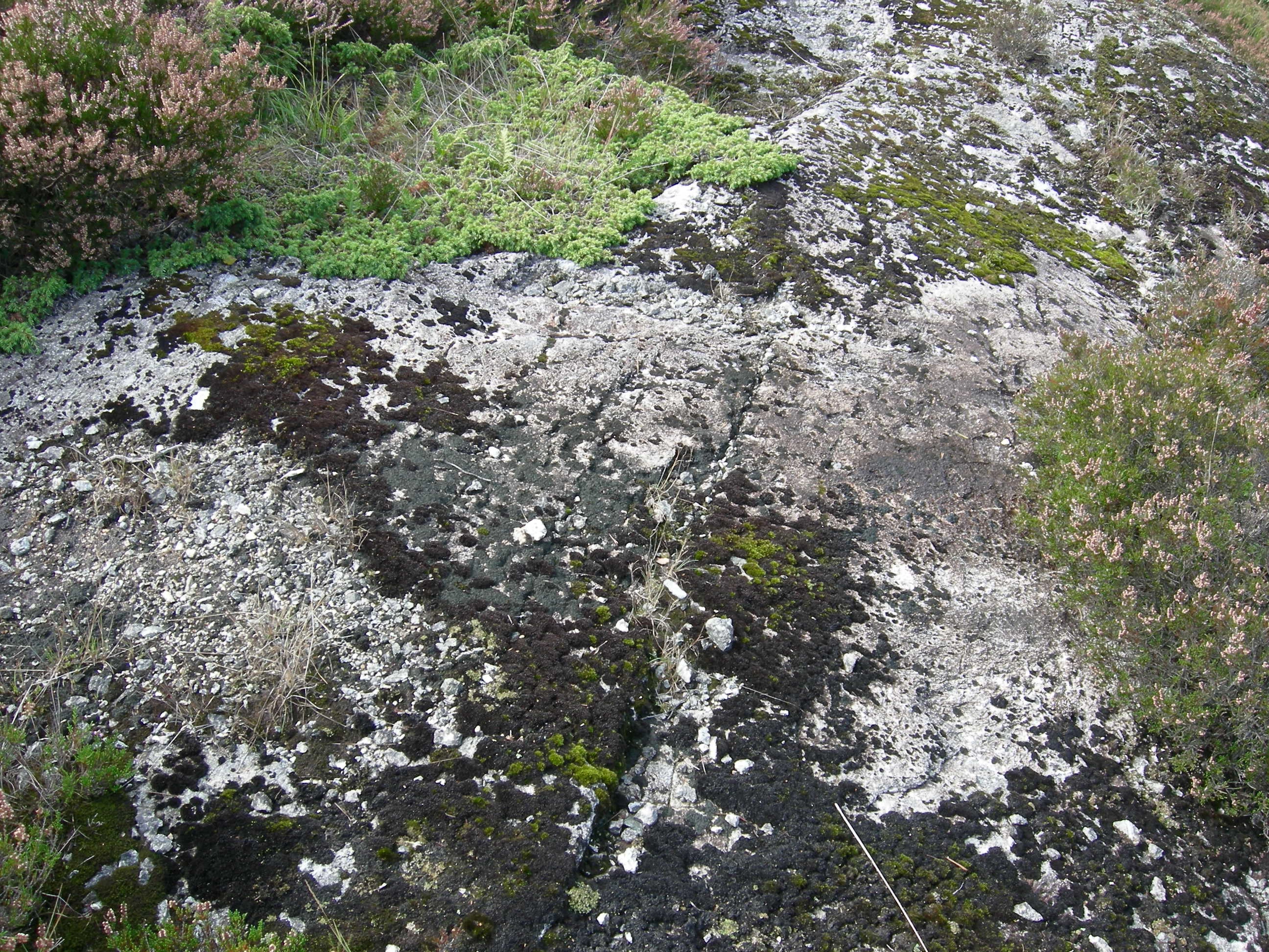 T1-C-2 uttørkingseksponerte svært og temmelig kalkfattige berg, bergvegger og knauser.