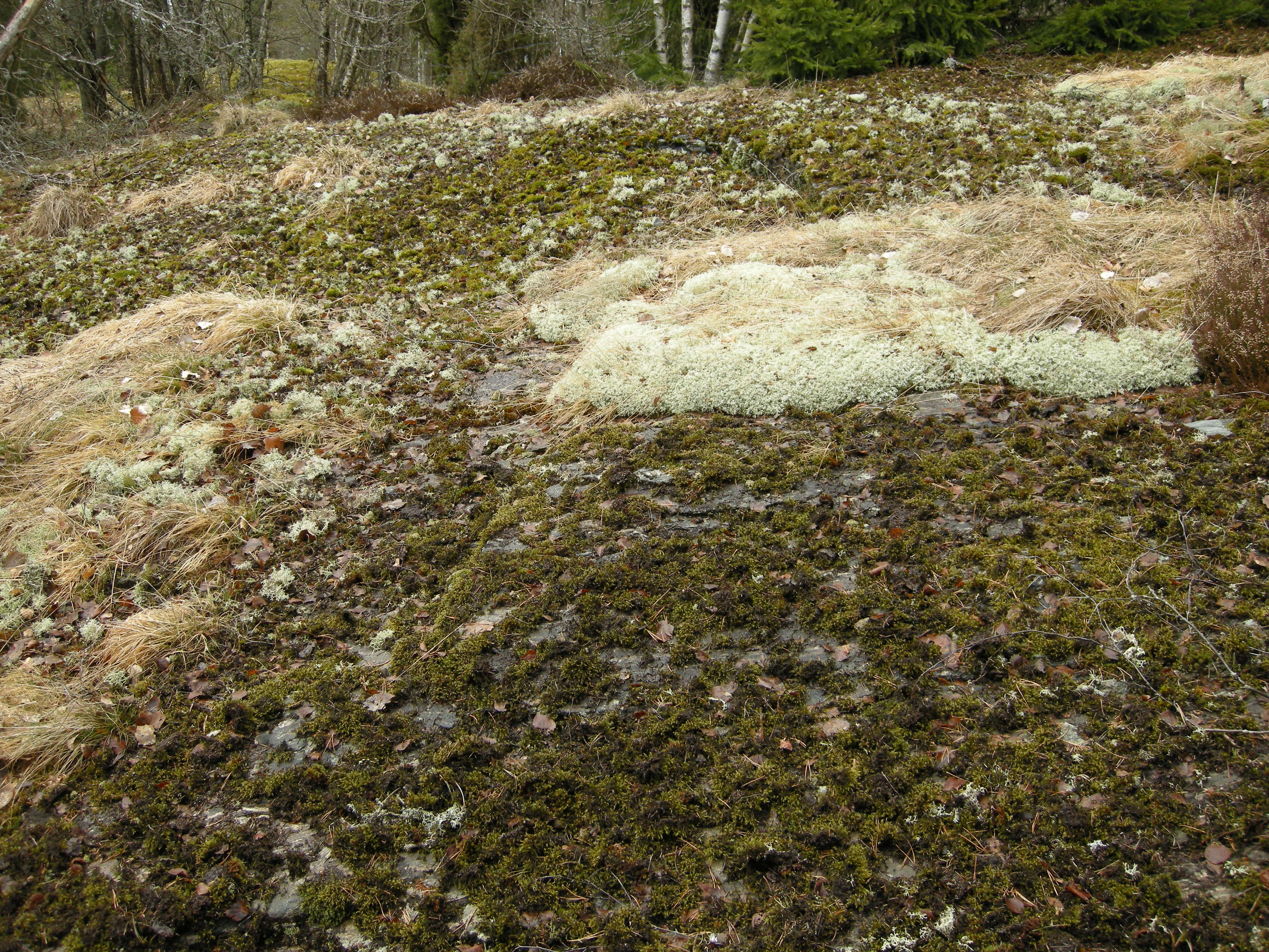 T1-C-2 uttørkingseksponerte svært og temmelig kalkfattige berg, bergvegger og knauser.