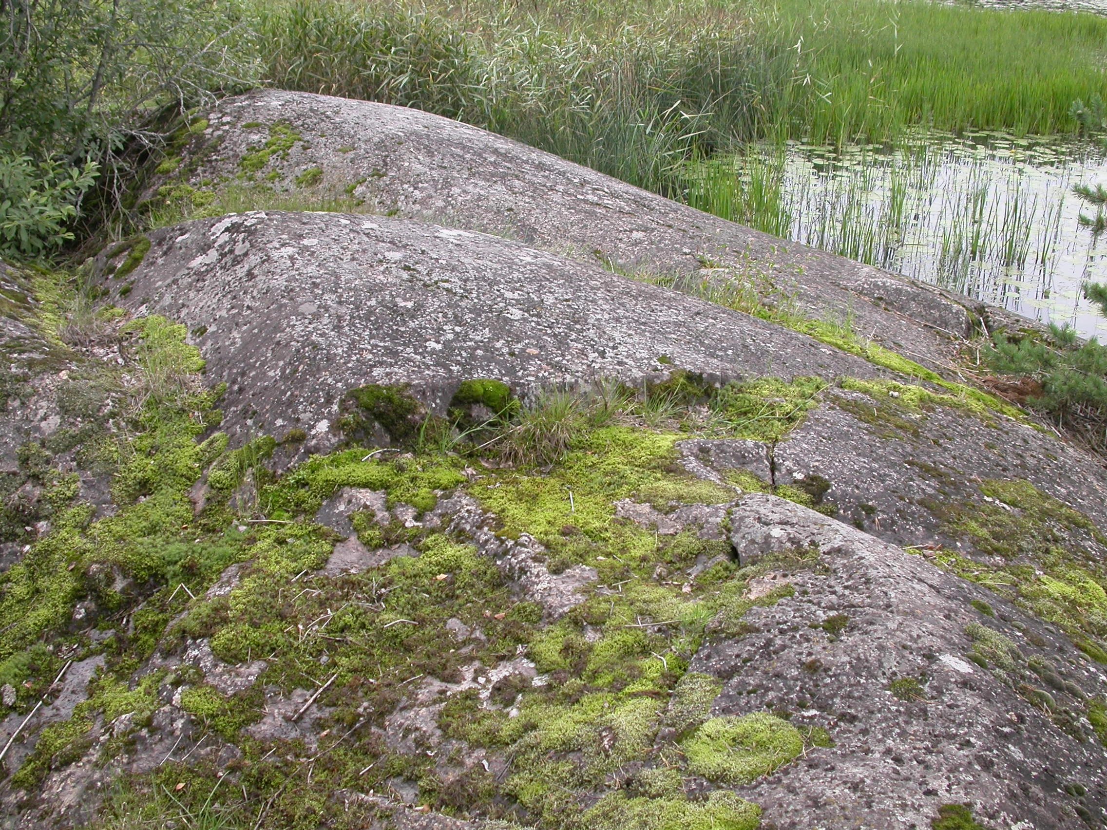 T1-C-4 uttørkingseksponerte litt kalkfattige og svakt intermediære berg, bergvegger og knauser.