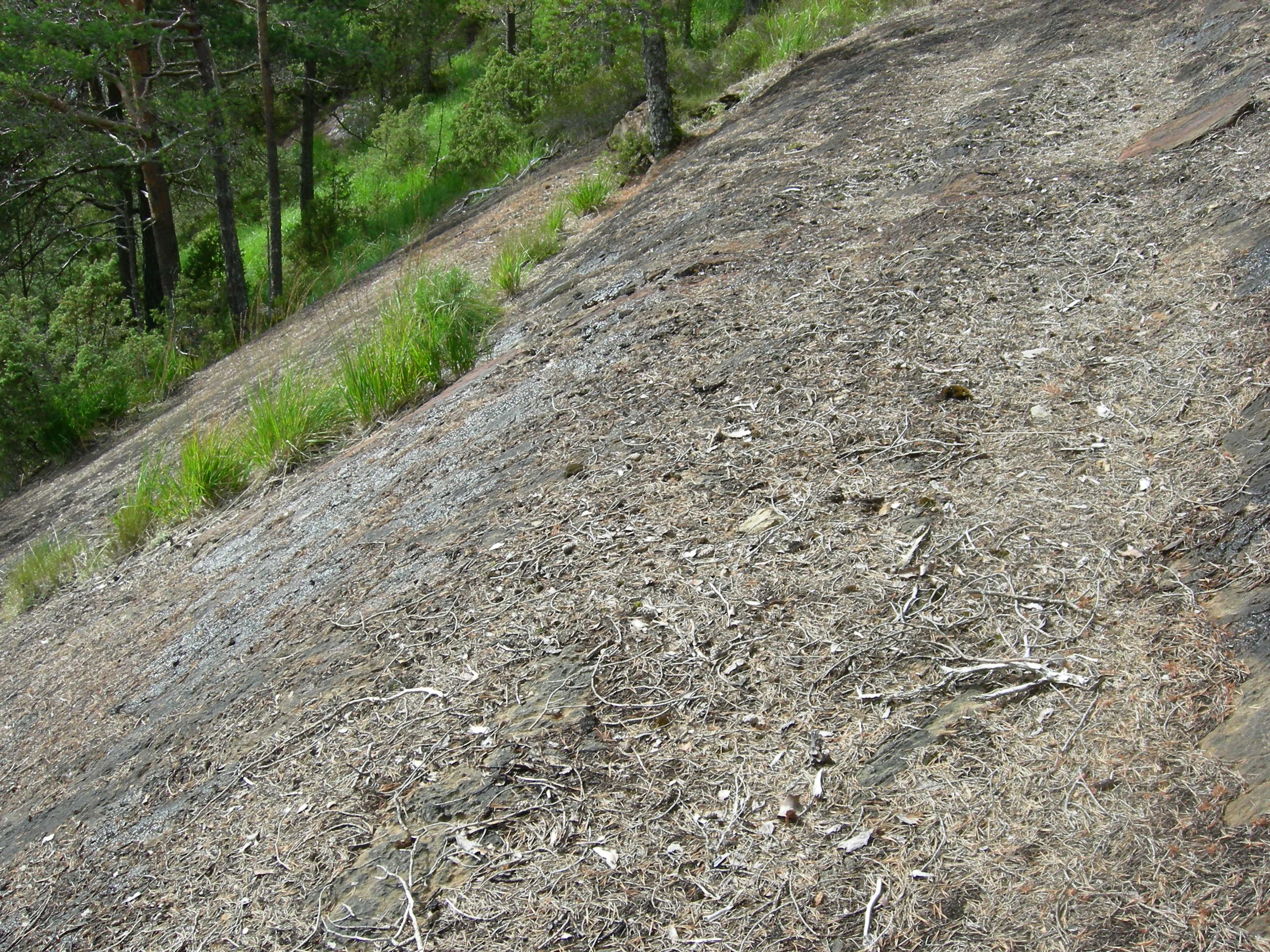 T1-C-4 uttørkingseksponerte litt kalkfattige og svakt intermediære berg, bergvegger og knauser.