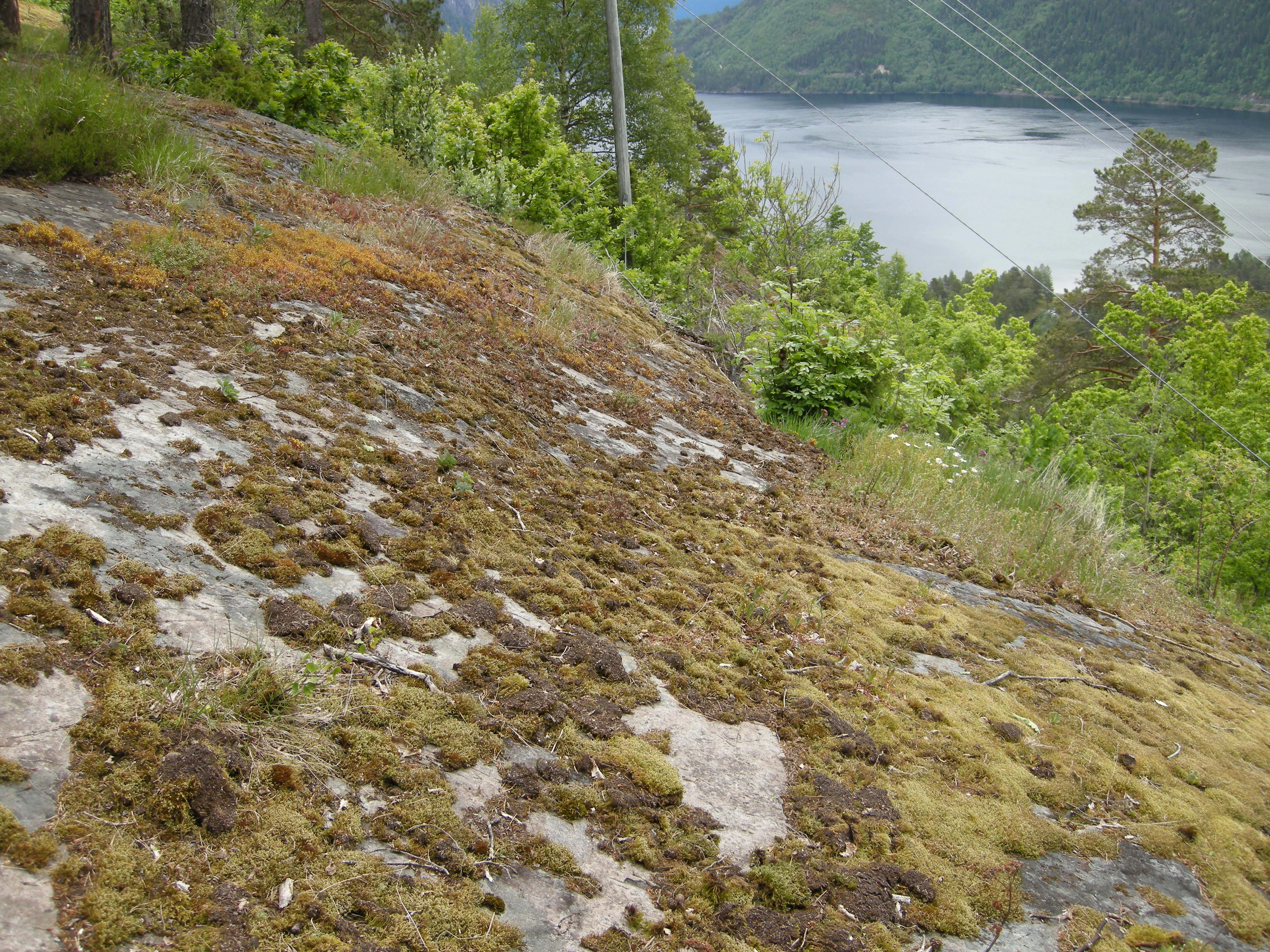 T1-C-4 uttørkingseksponerte litt kalkfattige og svakt intermediære berg, bergvegger og knauser.