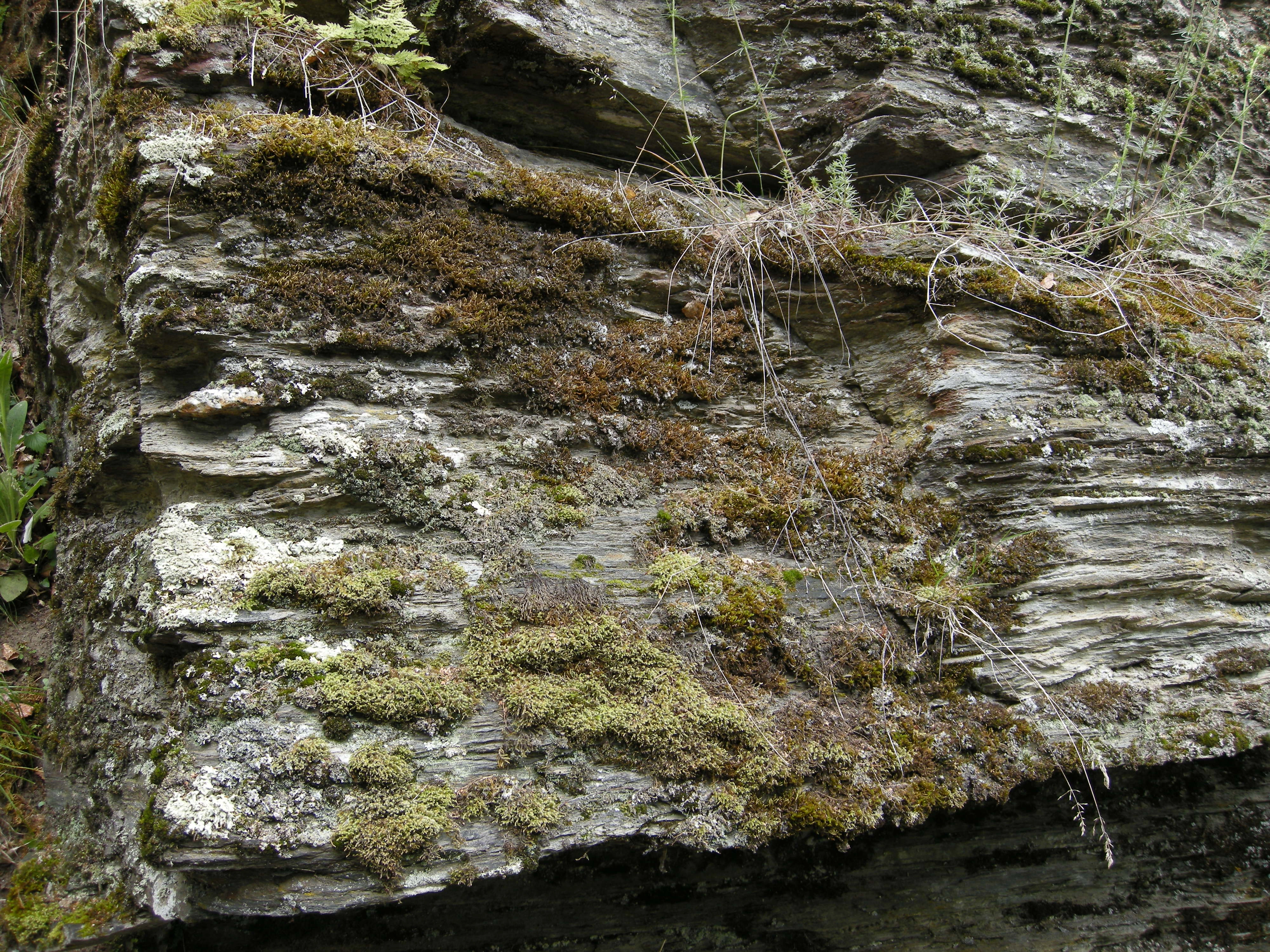 T1-C-8 uttørkingseksponerte temmelig til ekstremt kalkrike berg, bergvegger og knauser.