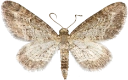 : Eupithecia subumbrata.