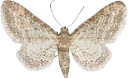 : Eupithecia subumbrata.