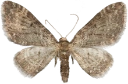 : Eupithecia subfuscata.