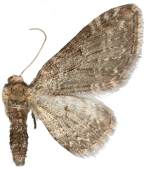 : Eupithecia subfuscata.