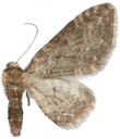 : Eupithecia subfuscata.