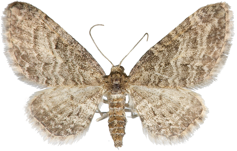 : Eupithecia subfuscata.