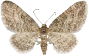 : Eupithecia subfuscata.