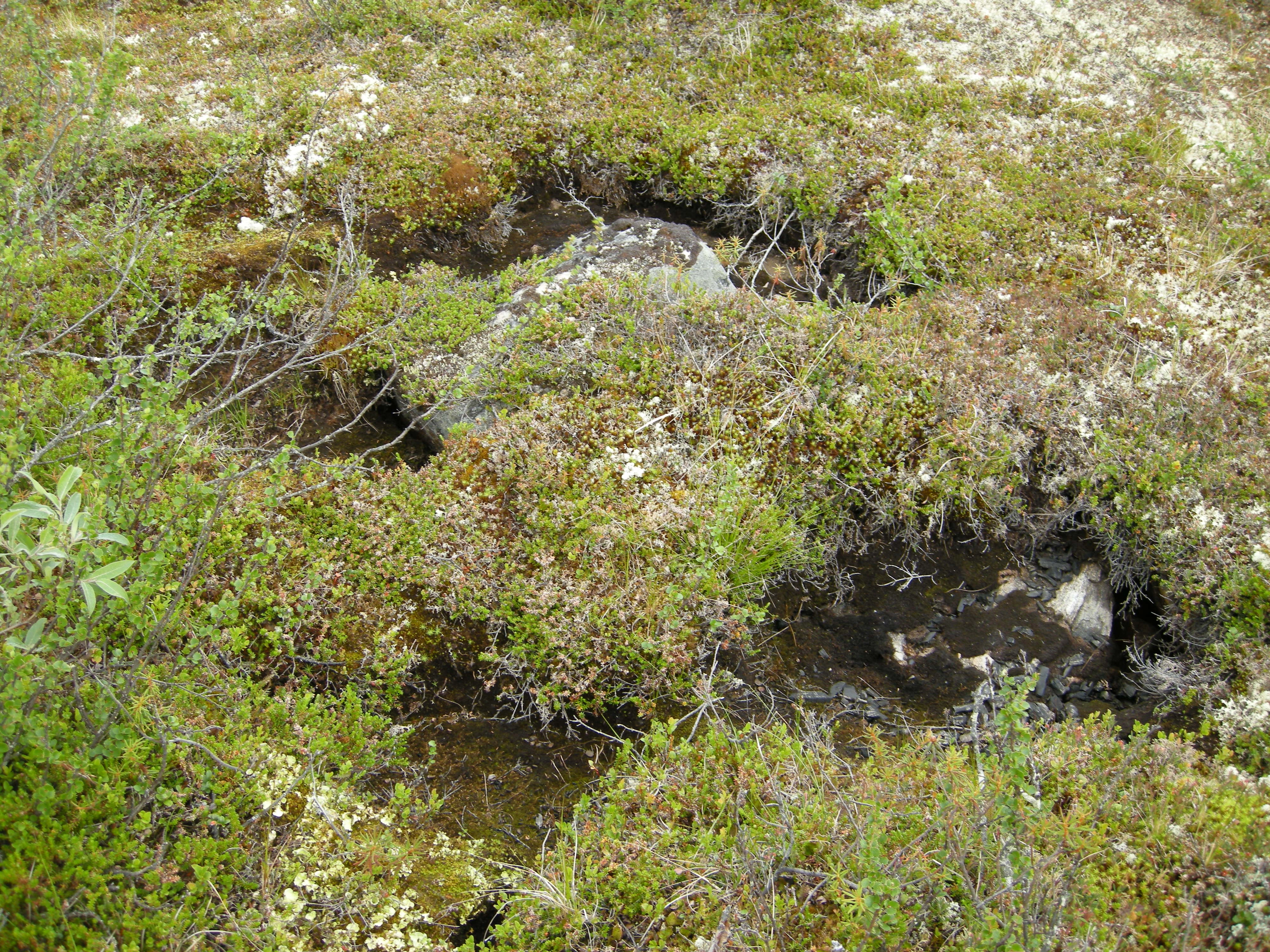 T3-C-2 kalkfattig fjell-lynghei.