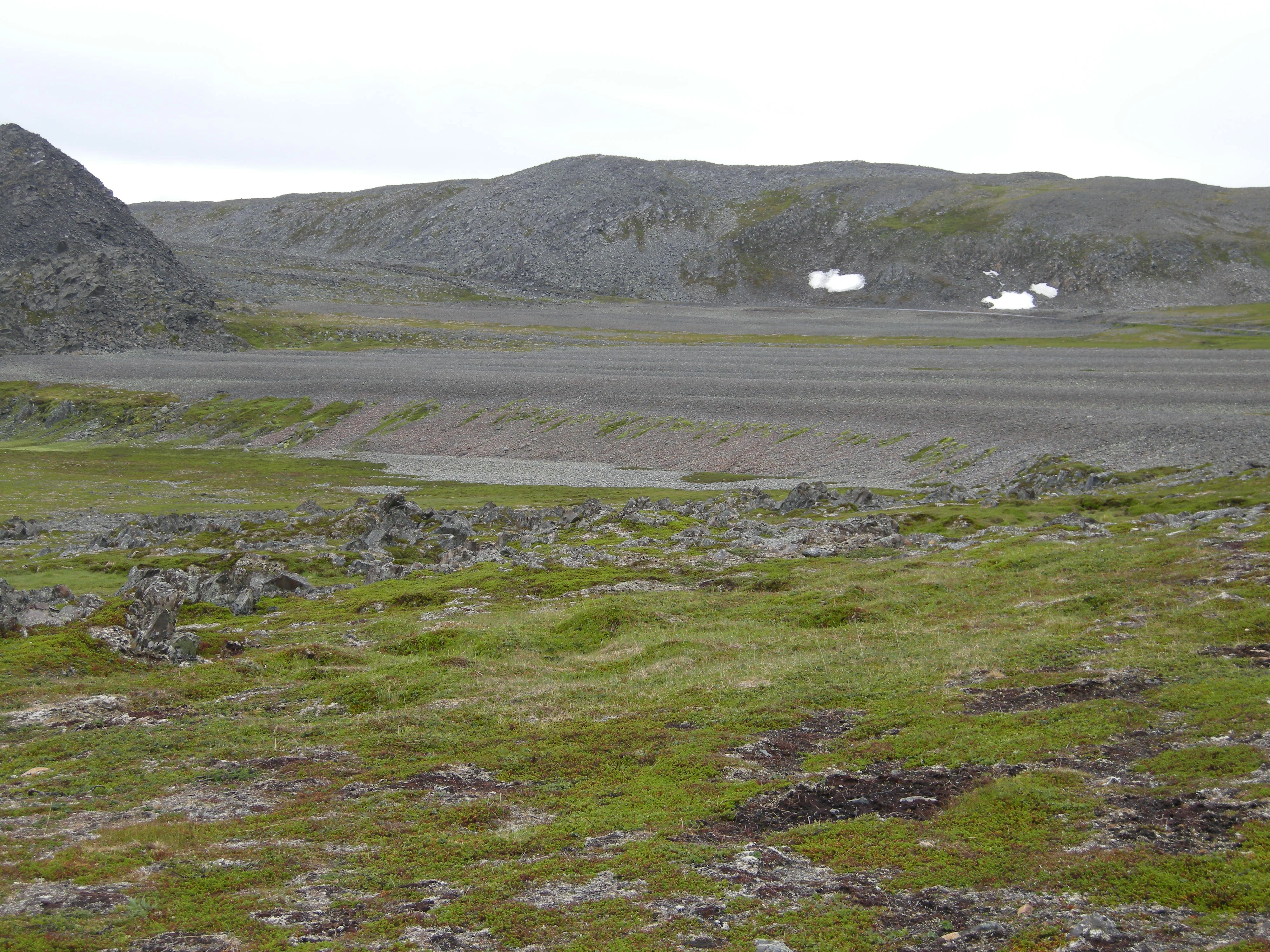 T3-C-2 kalkfattig fjell-lynghei.