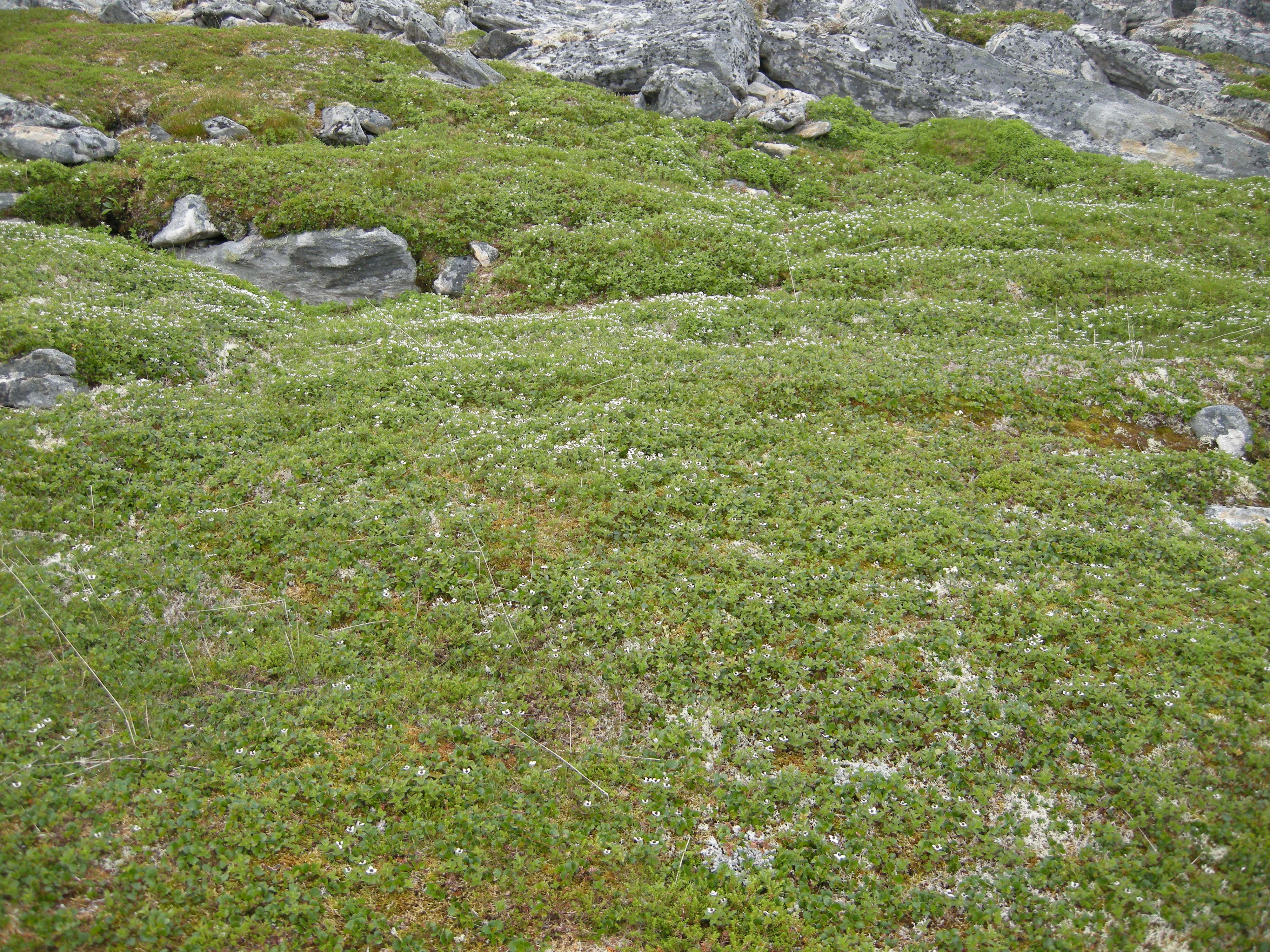 T3-C-2 kalkfattig fjell-lynghei.