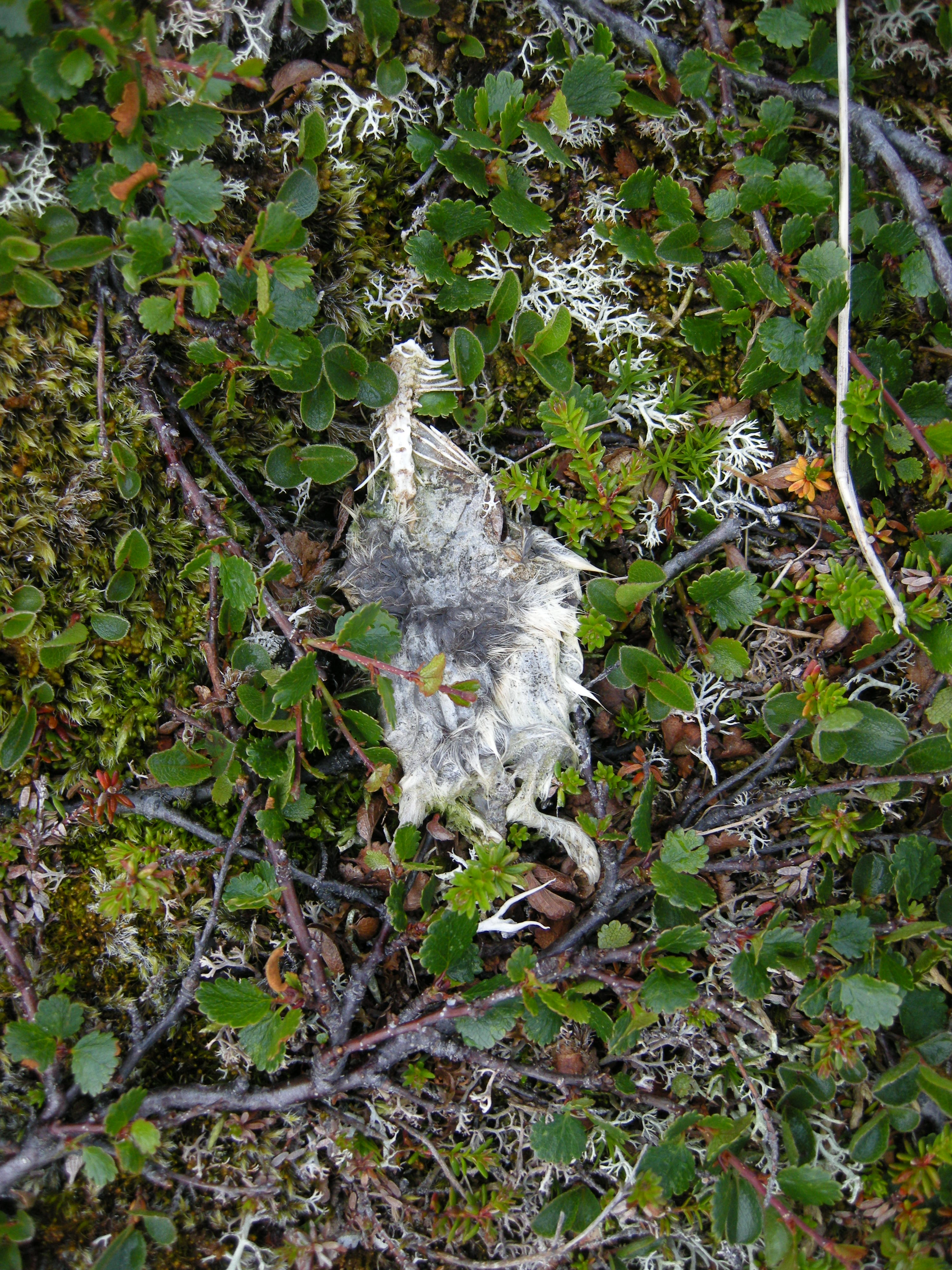 T3-C-2 kalkfattig fjell-lynghei.